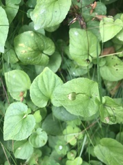 Viola biflora