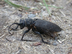 Lamia textor