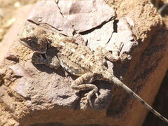 Agama armata