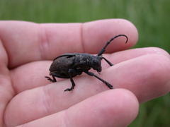 Lamia textor
