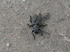Lamia textor