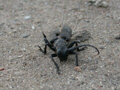 Lamia textor