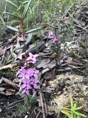 Boronia ledifolia
