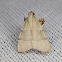 Basacallis tarachodes