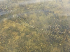 Potamogeton × angustifolius