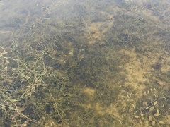 Potamogeton × angustifolius