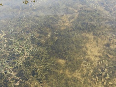 Potamogeton × angustifolius