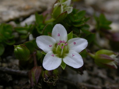 Arenaria biflora