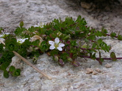 Arenaria biflora