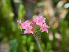 Rhododendron hirsutum