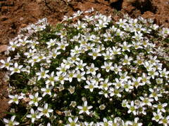 Arenaria ciliata