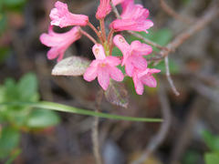 Rhododendron hirsutum