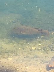 Mayaheros urophthalmus