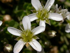 Arenaria ciliata