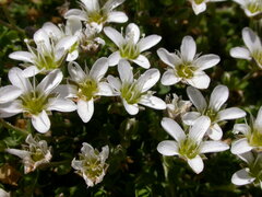 Arenaria ciliata