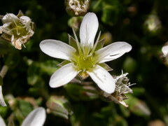 Arenaria ciliata