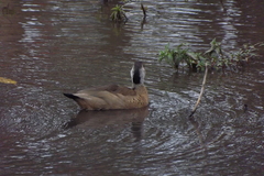 Amazonetta brasiliensis