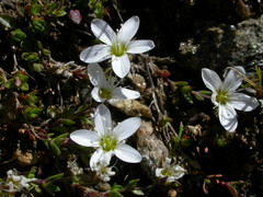 Arenaria ciliata ciliata