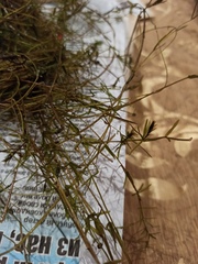 Hydrilla verticillata