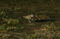 Charadrius dubius curonicus