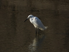 Egretta garzetta garzetta