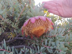 Protea sulphurea