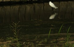 Charadrius dubius curonicus