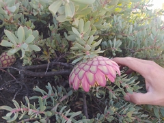 Protea sulphurea