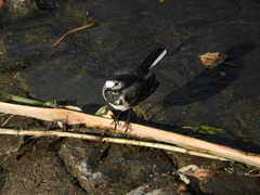 Motacilla alba alba