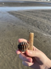 Acanthocardia echinata