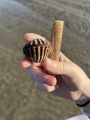 Acanthocardia echinata