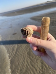 Acanthocardia echinata