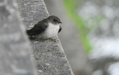 Ptyonoprogne rupestris