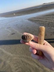 Acanthocardia echinata