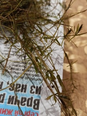 Hydrilla verticillata