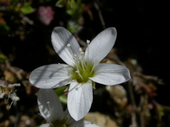 Arenaria ciliata ciliata