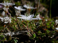 Arenaria ciliata ciliata