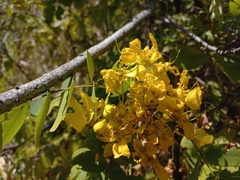 Senna singueana
