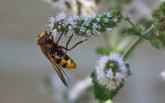 Volucella zonaria