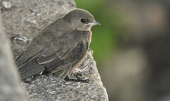 Ptyonoprogne rupestris