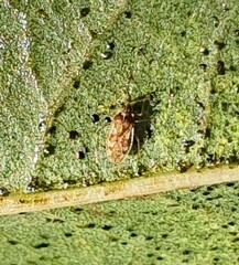 Monosteira unicostata