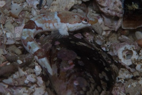Deep-reef klipfish (Pavoclinus smalei) — Clinidae — 5