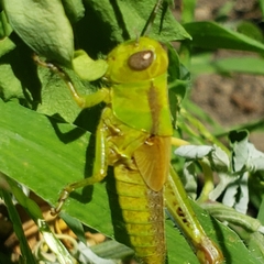 Melanoplus bivittatus