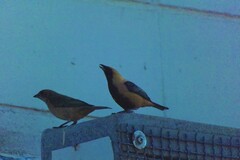 Stilpnia cayana