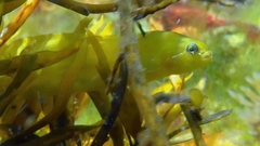 Apodichthys flavidus