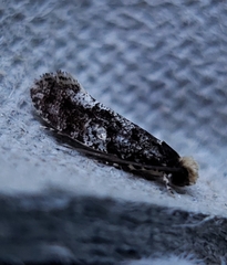 Monopis marginistrigella