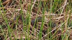 Nerodia sipedon williamengelsi