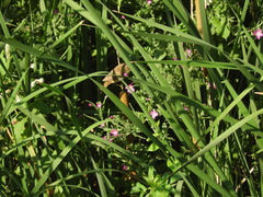 Acrocephalus scirpaceus