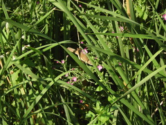 Acrocephalus scirpaceus