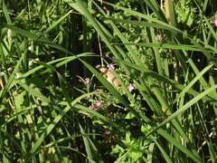 Acrocephalus scirpaceus